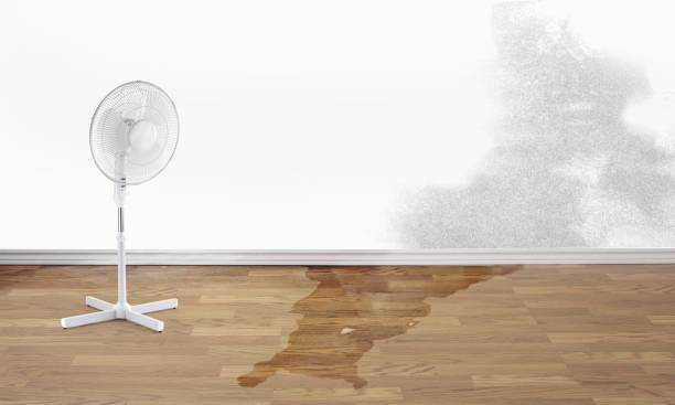 Best Mold removal after water damage  in Hart, TX